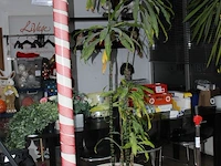 Plant in pot op hydrocultuur, hoogte 245 cm. - afbeelding 2 van  2