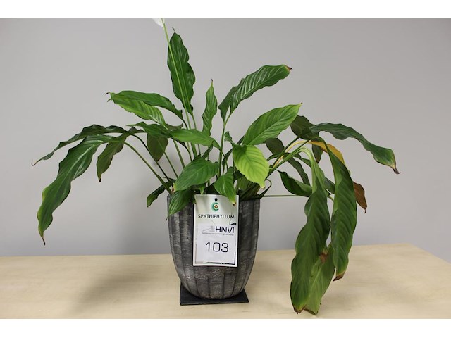 Plant in pot spathiphyllun hoogte ca. 60 cm. - afbeelding 1 van  1