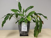 Plant in pot spathiphyllun hoogte ca. 60 cm. - afbeelding 1 van  1