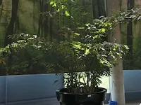 Plant in pot