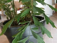 Plant in pot - afbeelding 4 van  5