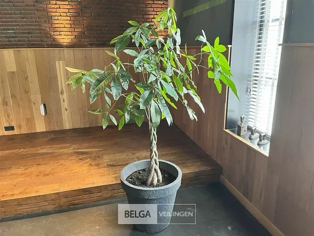 Plant incl bak hoogte 190cm - afbeelding 1 van  1