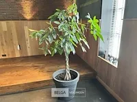 Plant incl bak hoogte 190cm - afbeelding 1 van  1