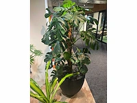 Plant met pot - divers (3x) - afbeelding 2 van  14