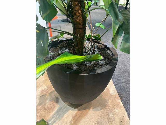 Plant met pot - divers (3x) - afbeelding 3 van  14