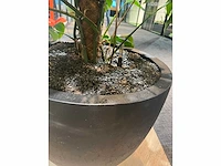 Plant met pot - divers (3x) - afbeelding 4 van  14