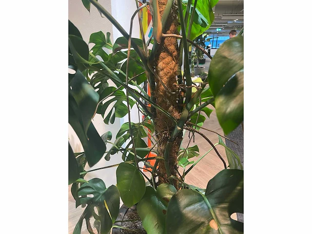 Plant met pot - divers (3x) - afbeelding 5 van  14