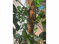 Plant met pot - divers (3x) - afbeelding 5 van  14