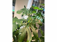Plant met pot - divers (3x) - afbeelding 6 van  14