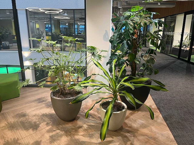 Plant met pot - divers (3x) - afbeelding 1 van  14