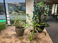 Plant met pot - divers (3x) - afbeelding 1 van  14
