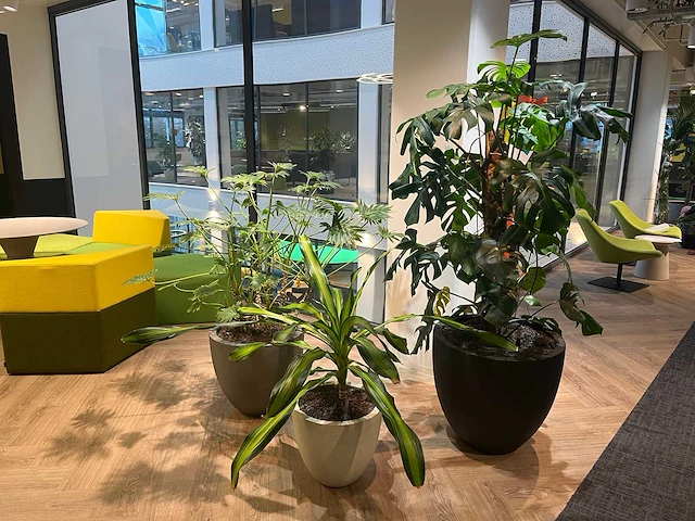 Plant met pot - divers (3x) - afbeelding 7 van  14