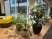 Plant met pot - divers (3x) - afbeelding 7 van  14