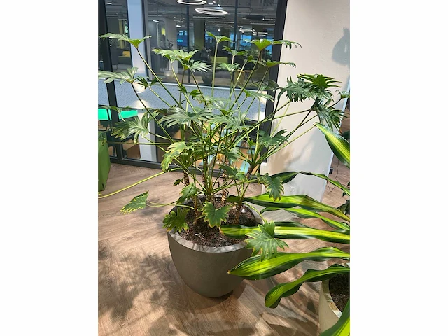 Plant met pot - divers (3x) - afbeelding 8 van  14