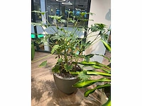 Plant met pot - divers (3x) - afbeelding 8 van  14