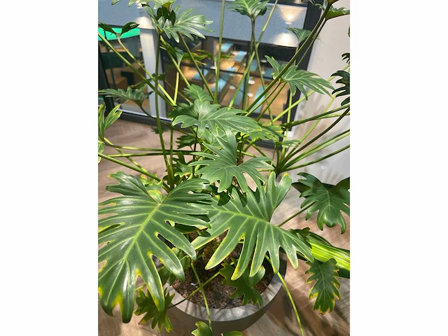 Plant met pot - divers (3x) - afbeelding 9 van  14