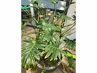 Plant met pot - divers (3x) - afbeelding 9 van  14
