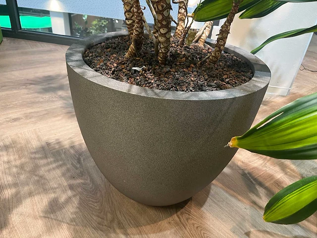 Plant met pot - divers (3x) - afbeelding 10 van  14