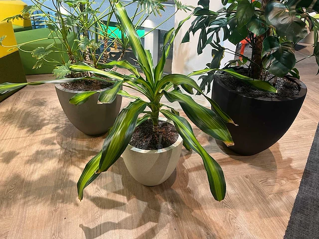 Plant met pot - divers (3x) - afbeelding 12 van  14