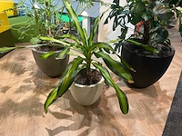 Plant met pot - divers (3x) - afbeelding 12 van  14