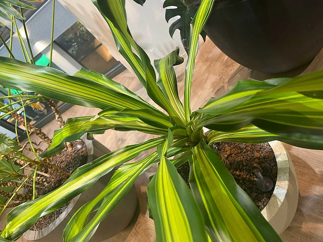 Plant met pot - divers (3x) - afbeelding 13 van  14