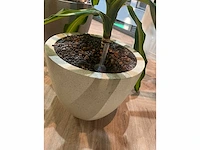 Plant met pot - divers (3x) - afbeelding 14 van  14