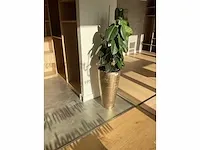 Plant met pot - afbeelding 2 van  2