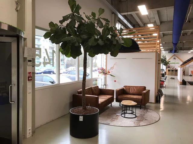 Plant met pot - afbeelding 1 van  7
