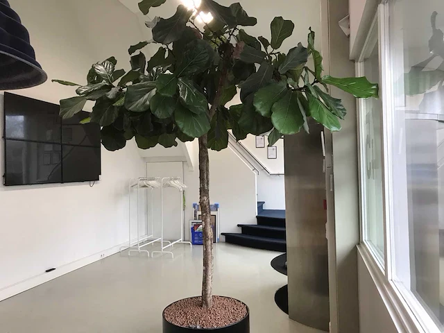 Plant met pot - afbeelding 2 van  7