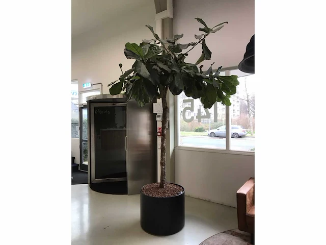 Plant met pot - afbeelding 3 van  7