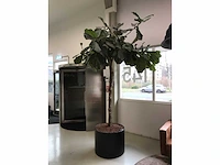 Plant met pot - afbeelding 3 van  7