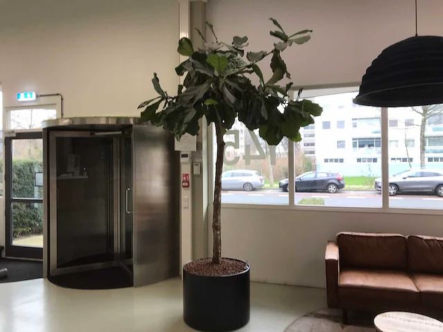Plant met pot - afbeelding 4 van  7