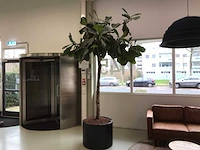 Plant met pot - afbeelding 4 van  7