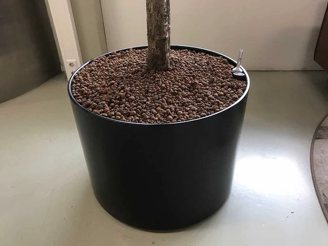 Plant met pot - afbeelding 5 van  7