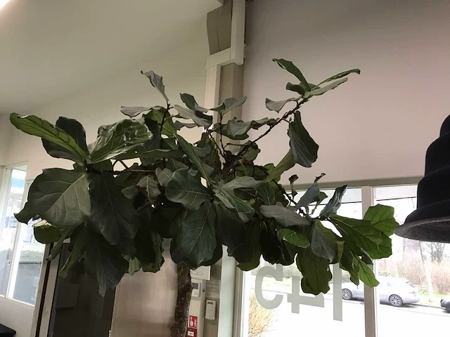 Plant met pot - afbeelding 6 van  7