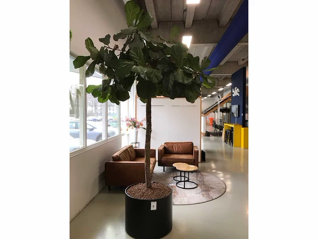 Plant met pot - afbeelding 7 van  7