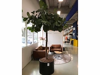 Plant met pot - afbeelding 7 van  7