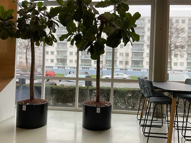 Plant met pot - afbeelding 1 van  4