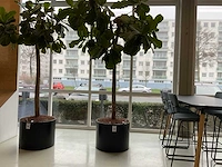 Plant met pot - afbeelding 1 van  4