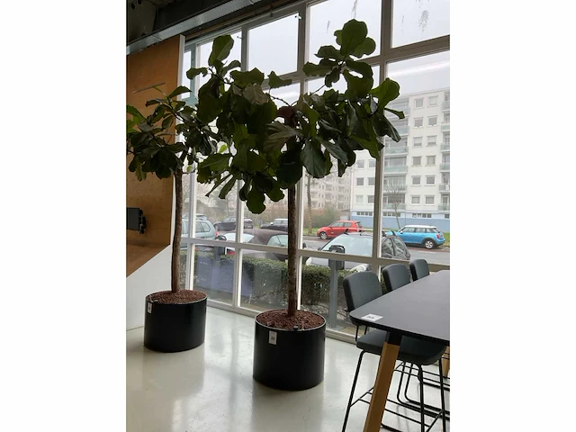Plant met pot - afbeelding 3 van  4