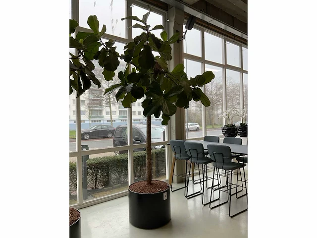 Plant met pot - afbeelding 4 van  4