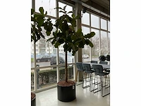 Plant met pot - afbeelding 4 van  4