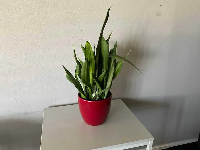 Plant met pot - afbeelding 1 van  1