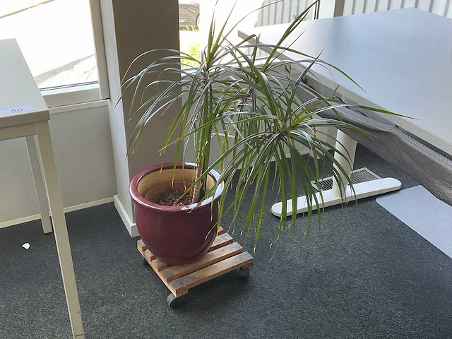 Plant met pot - afbeelding 1 van  1
