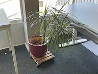 Plant met pot - afbeelding 1 van  1