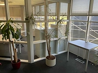 Plant met pot - afbeelding 1 van  3