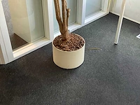 Plant met pot - afbeelding 3 van  3