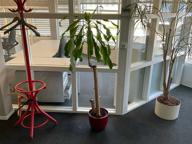 Plant met pot - afbeelding 1 van  3