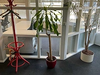 Plant met pot - afbeelding 1 van  3