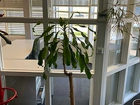Plant met pot - afbeelding 2 van  3